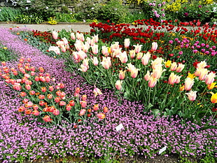 Tulip flower field during daytime HD wallpaper