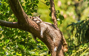 brown and black tabby cat, animals, raccoons, mammals