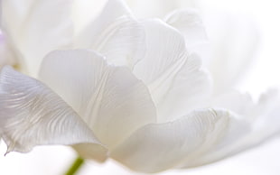 close-up photo of white petaled flowers