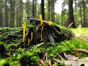 focus photography of a yellow fungus HD wallpaper