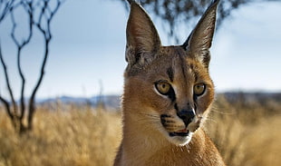 macro shot of Bobcat