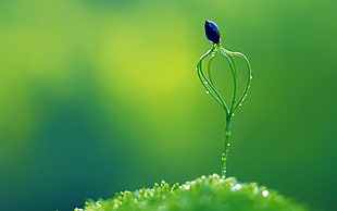 macro photography of green leaf plant