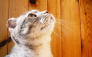 gray cat beside wall HD wallpaper
