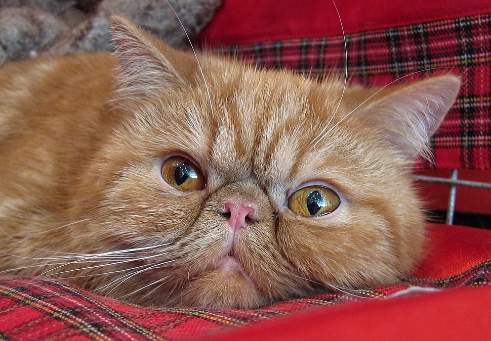 orange tabby cat on red cushion HD wallpaper