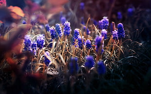 macro shot of purple flowers HD wallpaper