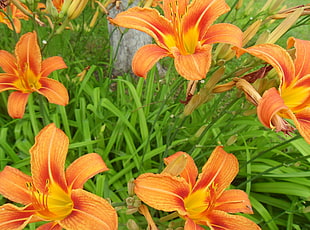 orange Daylily flowers HD wallpaper