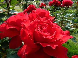 close up photography red rose