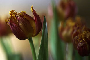 macro photography of pink Tulip flower HD wallpaper