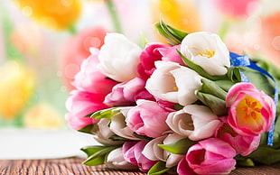 pink and white tulip bouquet, nature, tulips, flowers