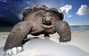 Tortoise at seashore