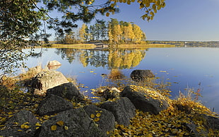 photography of brown and green trees near body of water at daytime