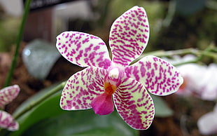 purple-and-white orchid HD wallpaper