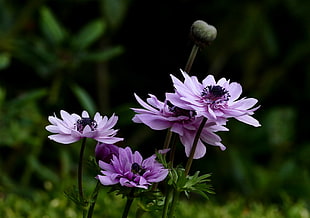 shallow focus photography of purple flowers HD wallpaper