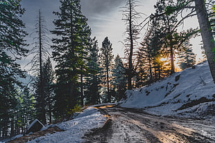 green pine trees, Snow, Winter, Trees