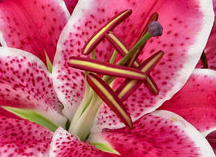 macro photography of Stargazer Lily HD wallpaper