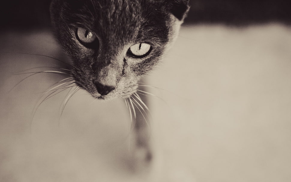 grayscale photo of a cat HD wallpaper