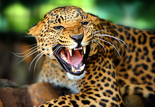 Leopard