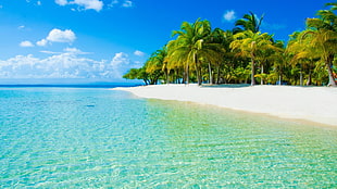 green leafed trees, beach, island, nature, landscape