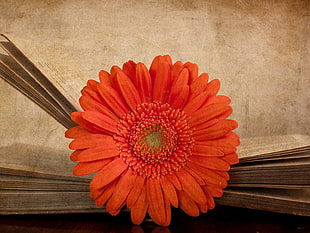 orange Gerbera flower HD wallpaper
