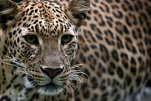 selective focus photography of leopard