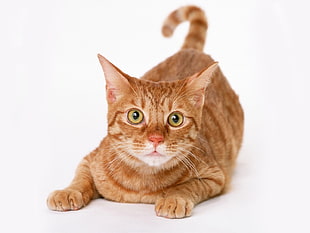 orange tabby cat