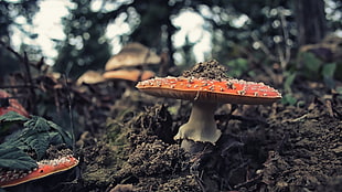 orange toadstool fungus, mushroom, landscape HD wallpaper