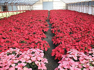 field of red Poinsettias HD wallpaper