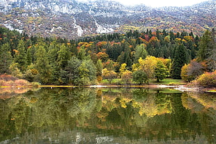 forest side view during daytime