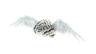 brain, wings, flying