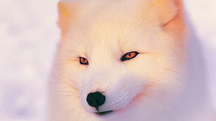 selective focus photography of white fox HD wallpaper