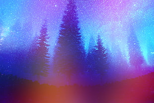 tall trees, pine trees, forest, night, colorful HD wallpaper