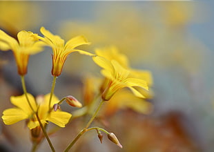 yellow flowers