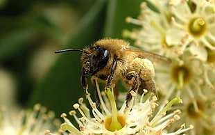 yellow and black bee perched on flower HD wallpaper