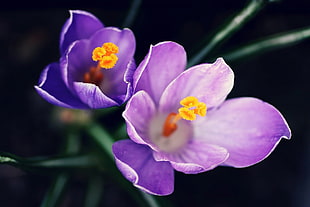 purple flower macro shot