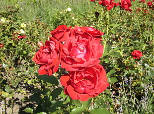 red petaled flowers