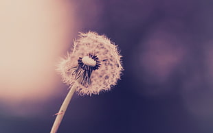 selective focus of dandelion