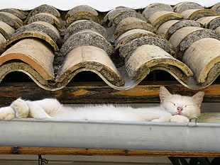 white short coated cat lying on gray steel rack HD wallpaper