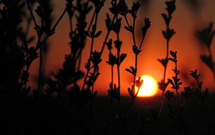 silhouette photo of plants, sunset, backlighting, nature, orange HD wallpaper