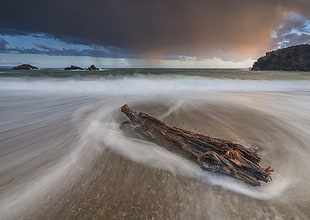 brown dead tree trunk near beach, porth HD wallpaper