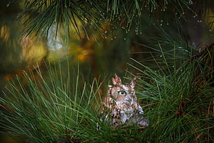 brown and gray owl, animals, forest, birds, owl