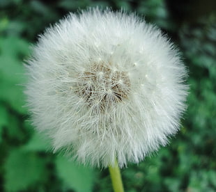 white dandelion, flowers