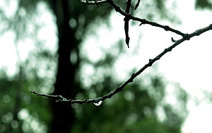 black twig with dewdrop