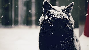 short-furred black cat, snow, snowdrops, cat, animals