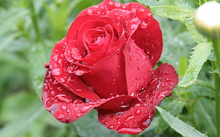 close up photography of red rose with water droplet HD wallpaper