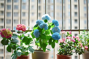 photo blue and pink potted flowers with pot during daytime HD wallpaper
