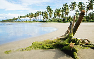 blue sea surrounded by coconut tree under white and blue sky