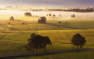 green grazing, nature, plants, landscape, trees