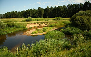 pond in the middle of grass covered field near forest during day HD wallpaper