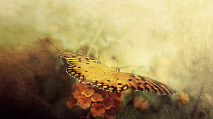 Gulf fritillary butterfly painting HD wallpaper