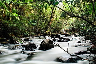 landscape photograpy of river in the middle of forest